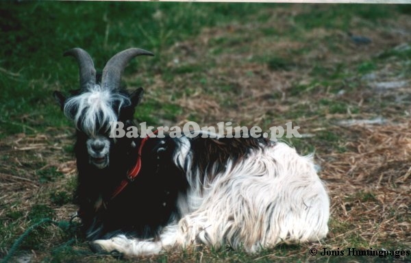 Normal Size Kail Bakra for Sale