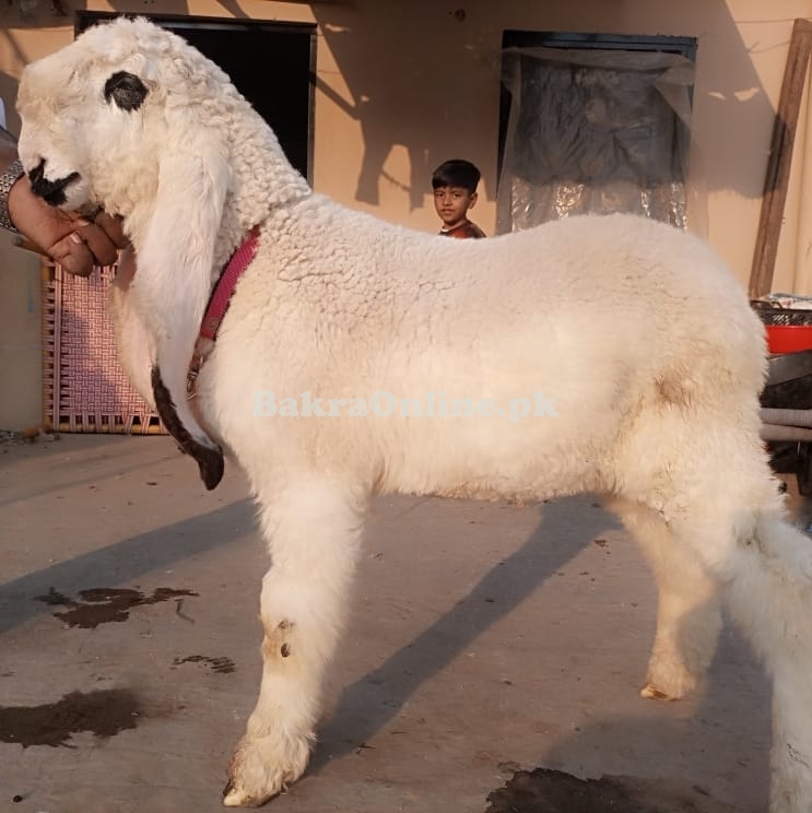 Beautiful Kajli Bakra for Sale