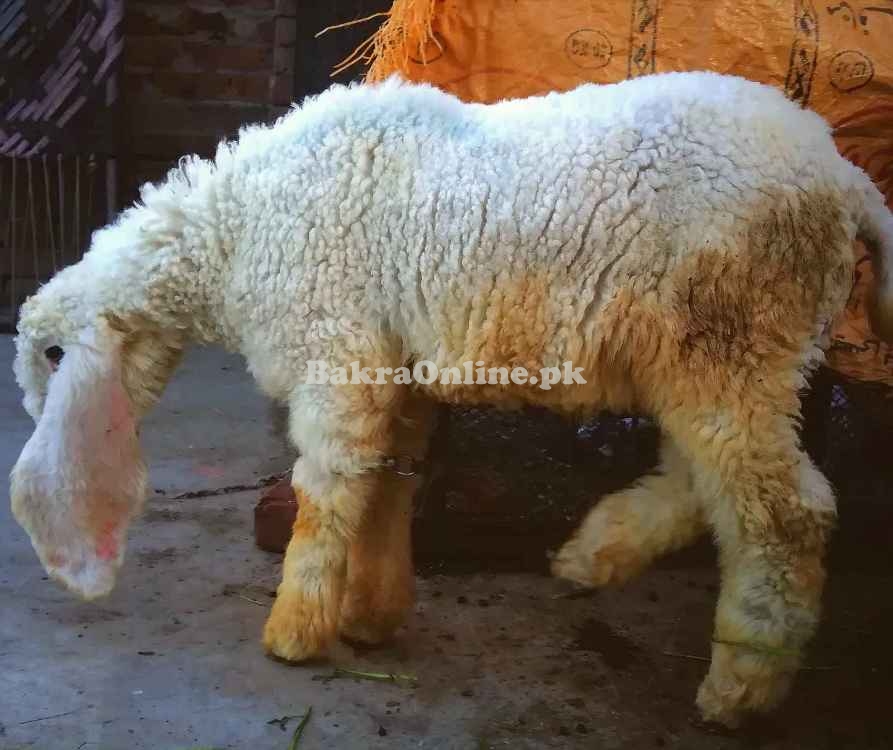 Kajli Bakra Available for Sale in karachi