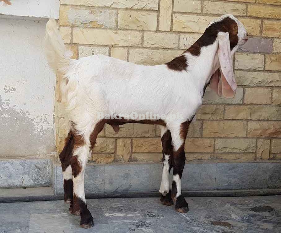 Pure Sindh Kamori Bakra for Sale