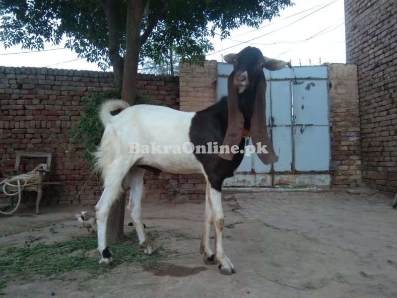 Beautiful Kamori Bakra for Sale in Quetta