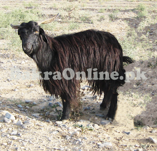 Beautiful Khurassani Bakra for Sale