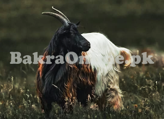 Khurassani Bakra for Sale in Rawalpindi