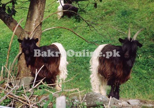 Normal Size Khurassani Bakra for Sale in Lahore