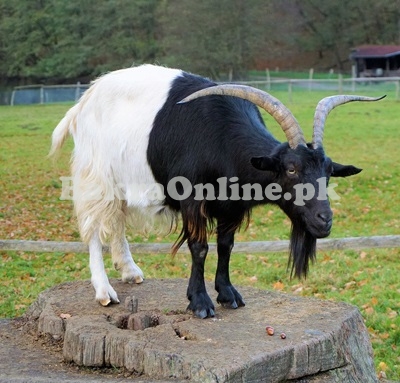 Khurassani Bakra for Sale