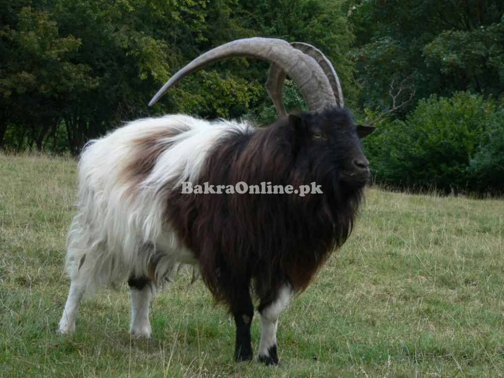 Best Khurassani Bakra for Sale