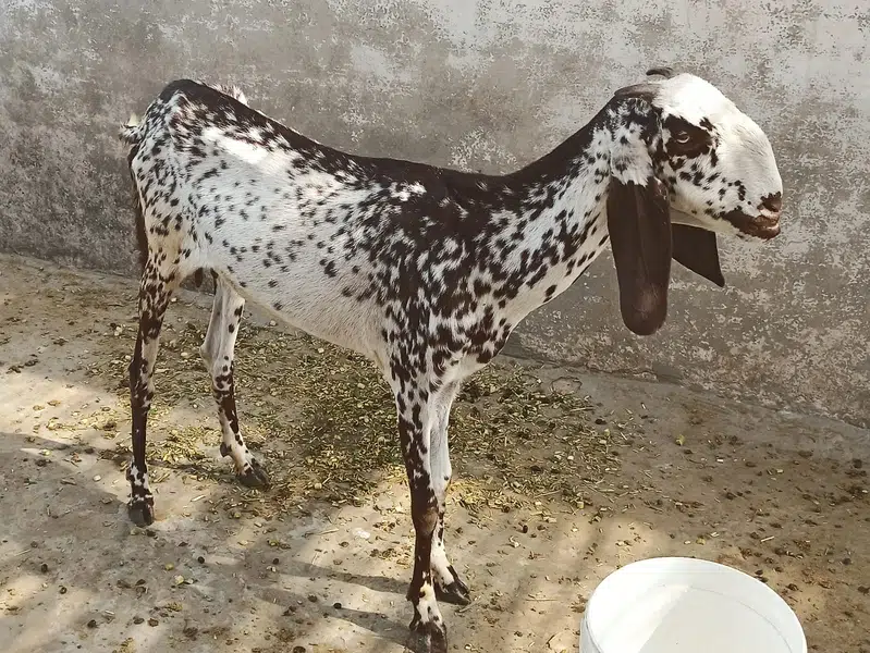 Goat for Eid Kurbani Female 23 Kg