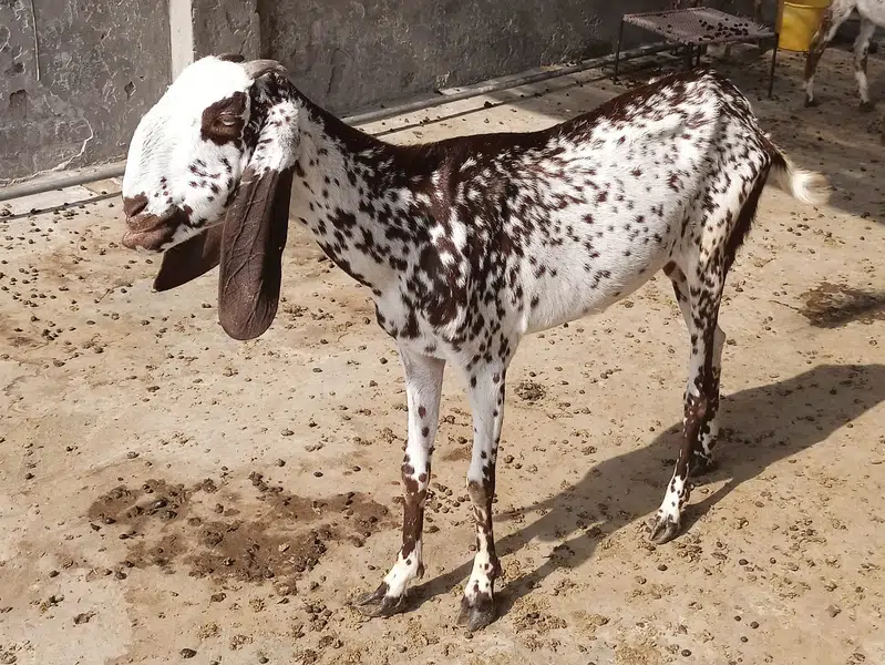 Goat for Eid Kurbani Female 23 Kg