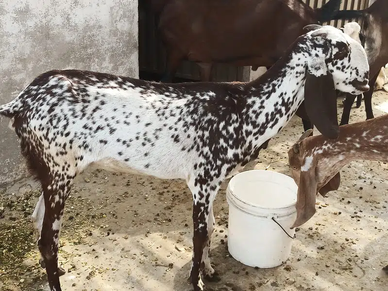 Goat for Eid Kurbani Female 23 Kg