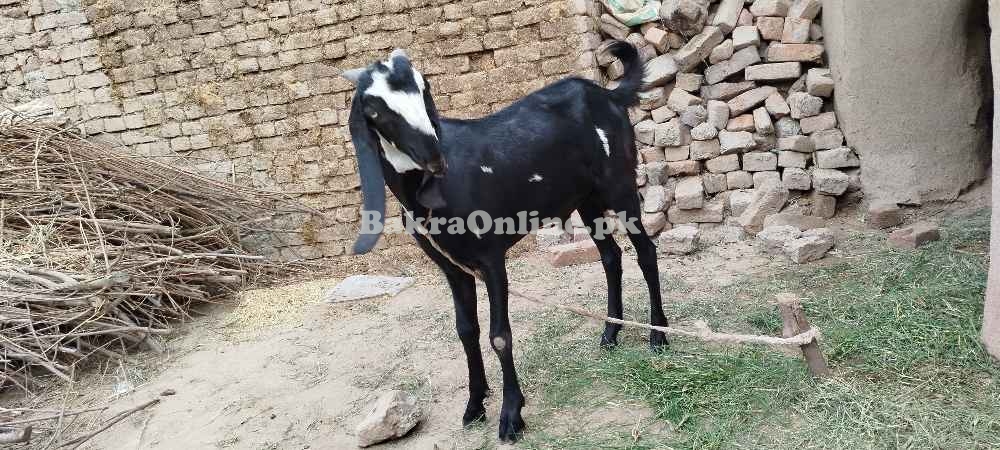 Beetle Bakra qurbani 2024