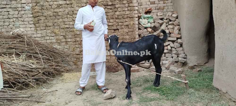 Beetle Bakra qurbani 2024