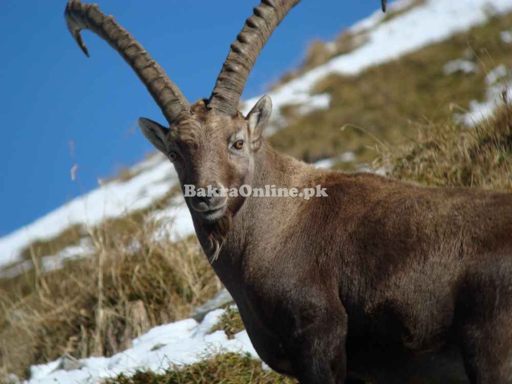 Beautiful Koh I Ghizer Bakra for Sale