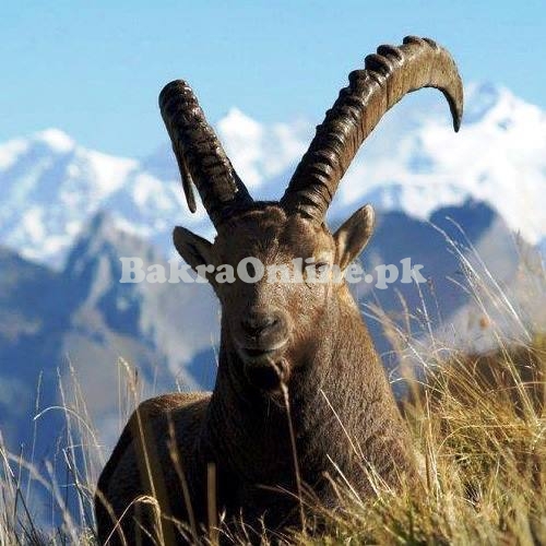 Koh I Ghizer Bakra for Sale in Lahore