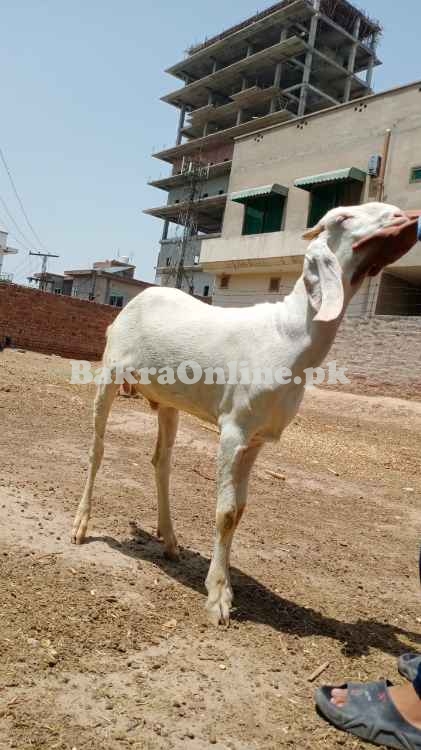 Qurbani Bakra rajanpuri breed