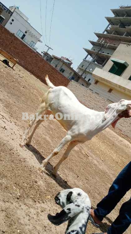 Qurbani Bakra rajanpuri breed