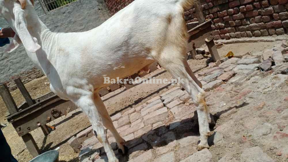 Qurbani Bakra rajanpuri breed