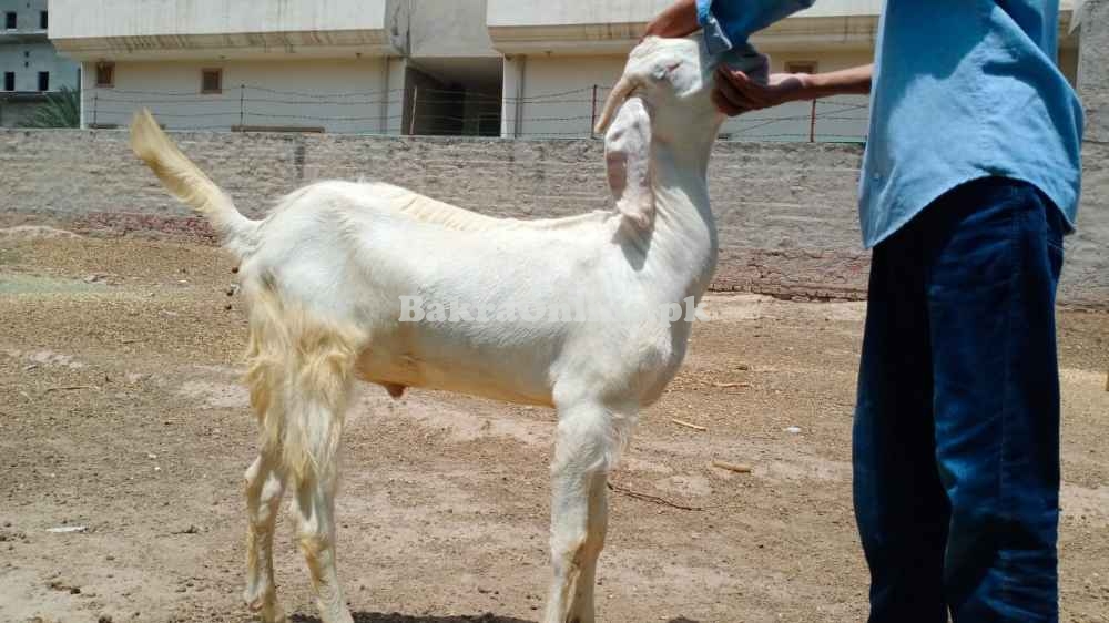 Qurbani Bakra rajanpuri breed