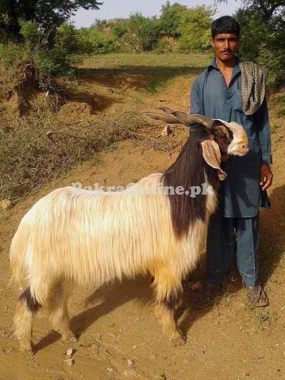 Beautiful Heavy Kohistani Bakra for Sale in Gujranwala