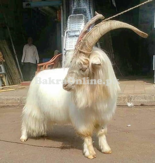 Beautiful White Colour Kohistani Bakra for Sale