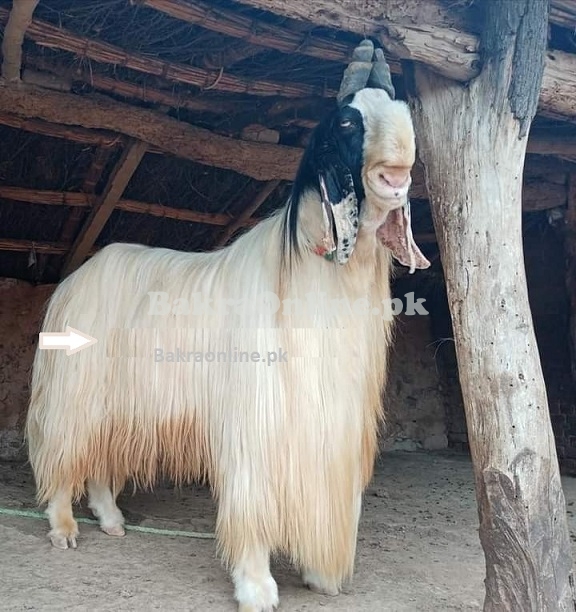 Beautiful Large Kohistani Bakra for Sale in Peshawar