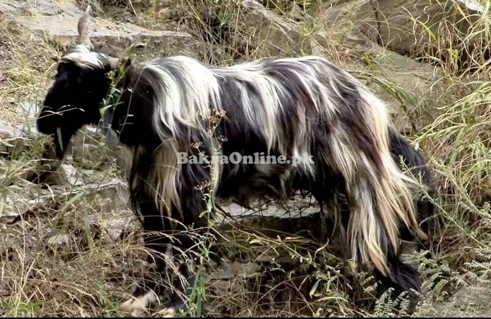 Kooti Bakra for Sale in Islamabad