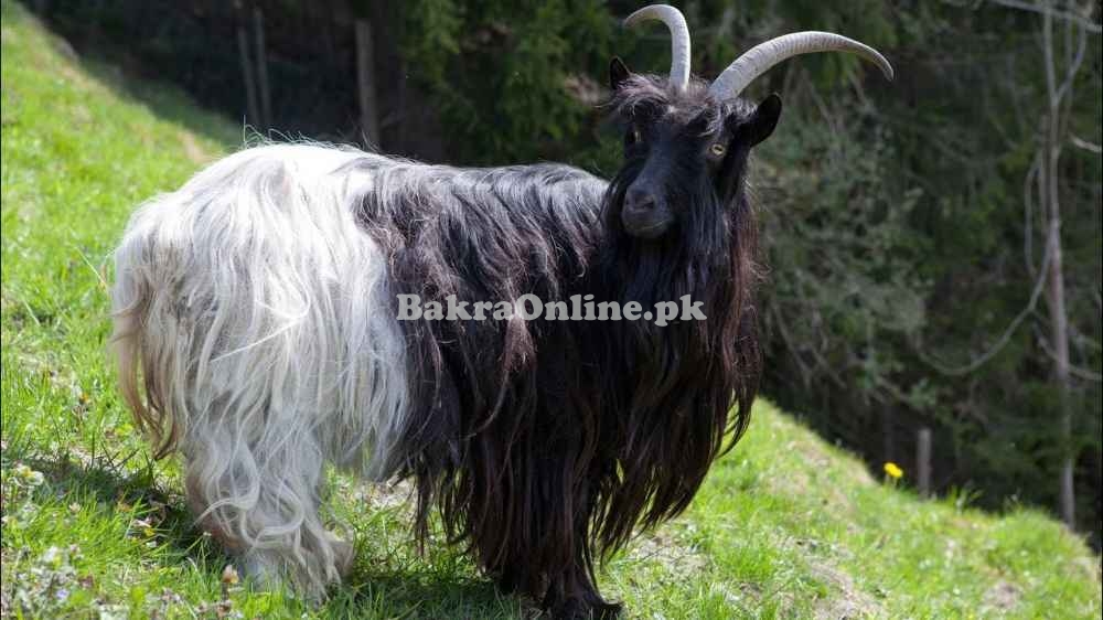 Beautiful Balck and White Kooti Bakra for Sale