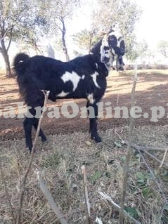 Whte Spotted Bakra for Sale for Qurbani