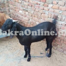 Best Bakra for Sale in Faisalabad