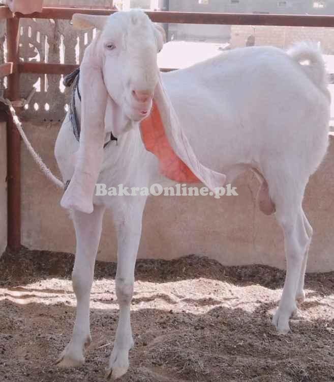 Beautiful Pure White Kurri Bakra for Sale