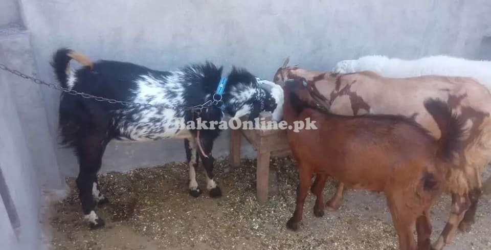 Pure Desi Kurri Bakra for Sale