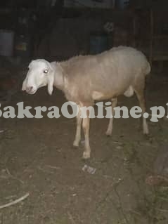 Big Height Bahawalpuri Sheep for Sale