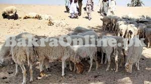 Variety of Bahawalpuri Sheeps for Sale