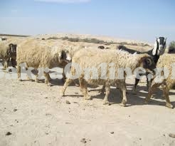 Nice Bahawalpuri Sheep for Sale