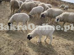 Bahawalpuri Beautiful Sheep for Sale