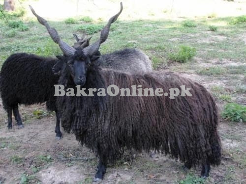 Black Baltistani Sheep for Sale