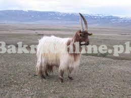 Beautiful Multicolor Baltistani Sheep for Sale