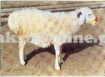 Beautiful Afridi Sheep for Sale