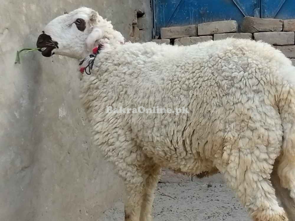 Nice Bahawalpuri Sheep for Sale