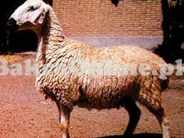 Balochi Sheep for Sale