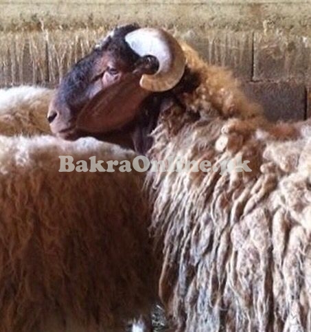 Brown Afridi Sheep for Sale