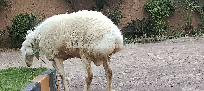 White Afridi Sheep for Sale