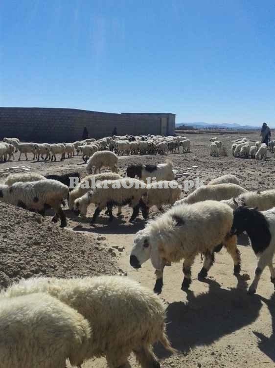 Bahawalpuri Sheep for Sale