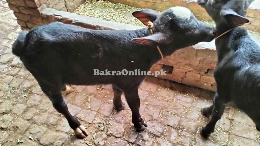 2 Buffalo nille Ravi for sale muridke