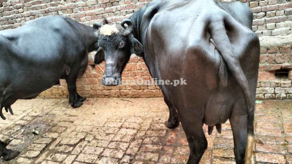 2 Buffalo nille Ravi for sale muridke