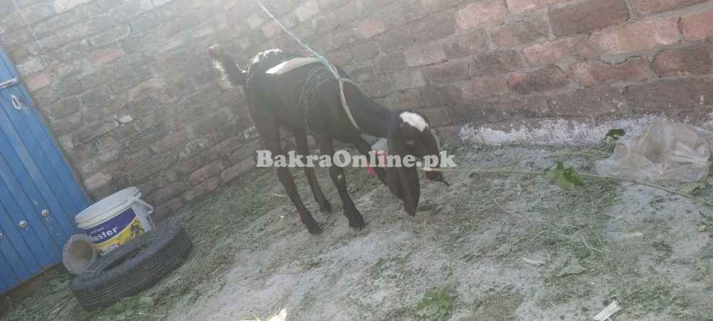 Beetal Cross 2 famale goats for Sale