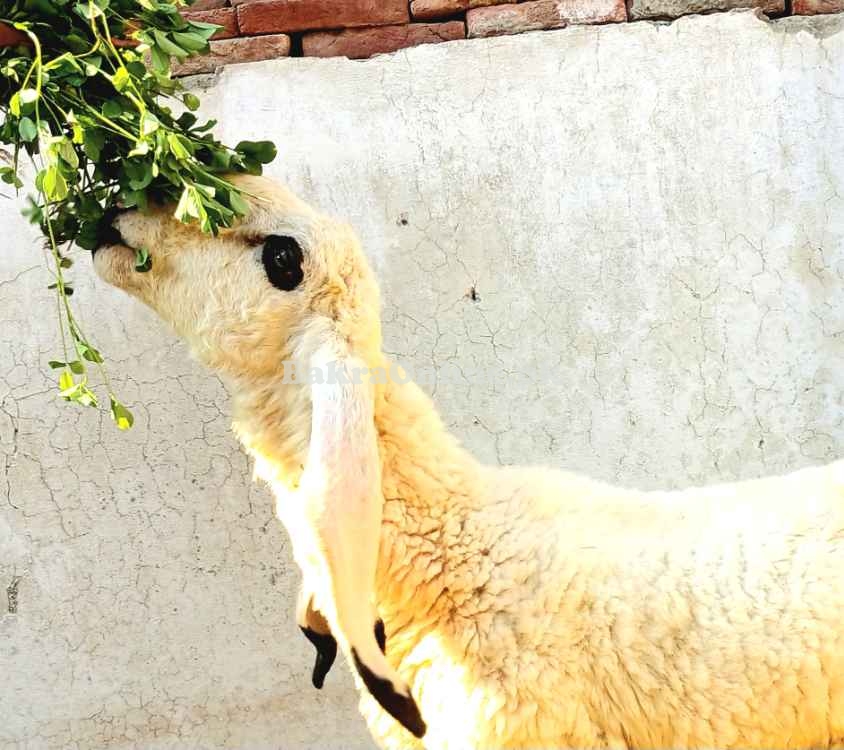 Kajla chatra Goat Sheep bakra dumba for sale