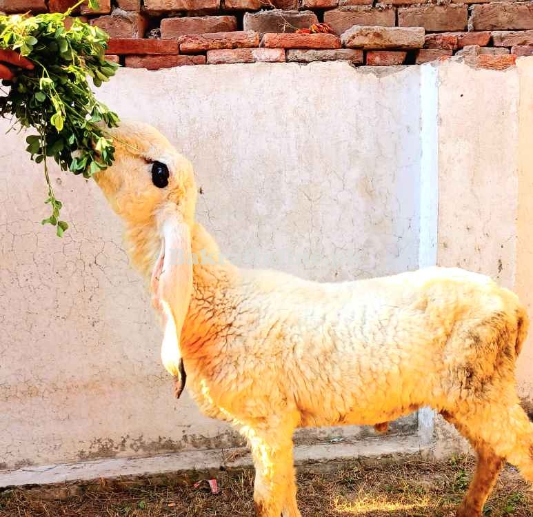 Kajla chatra Goat Sheep bakra dumba for sale