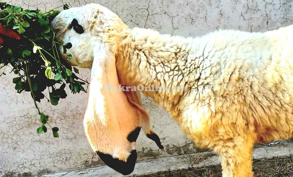 Kajla chatra Goat Sheep bakra dumba for sale