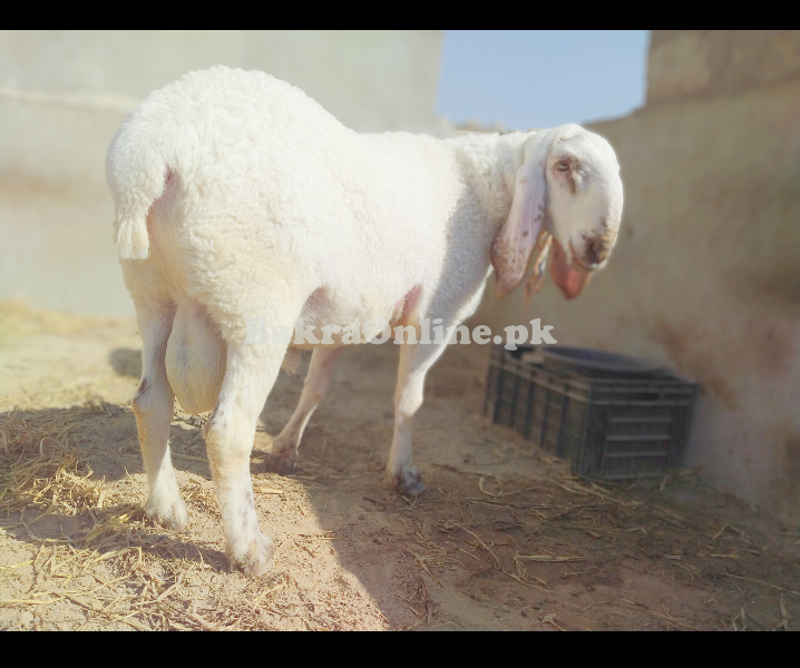 Heavy Sheep Full Healthy And Active