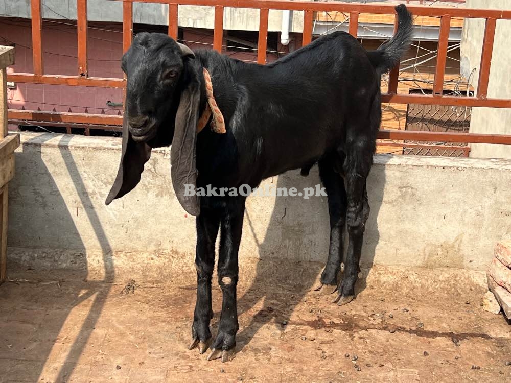 Black Beetal Bakra